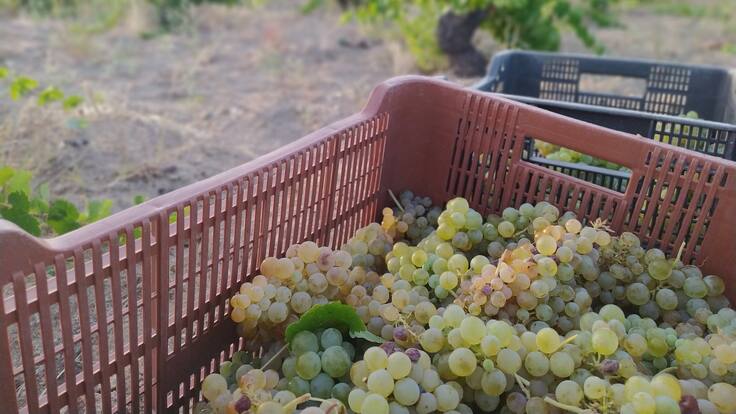 Inicio de la vendimia en Cebreros