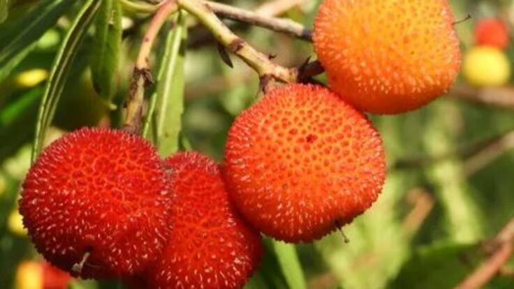 Des de mores fins a flores de gestmil.ler passant per l'agret o els lledons