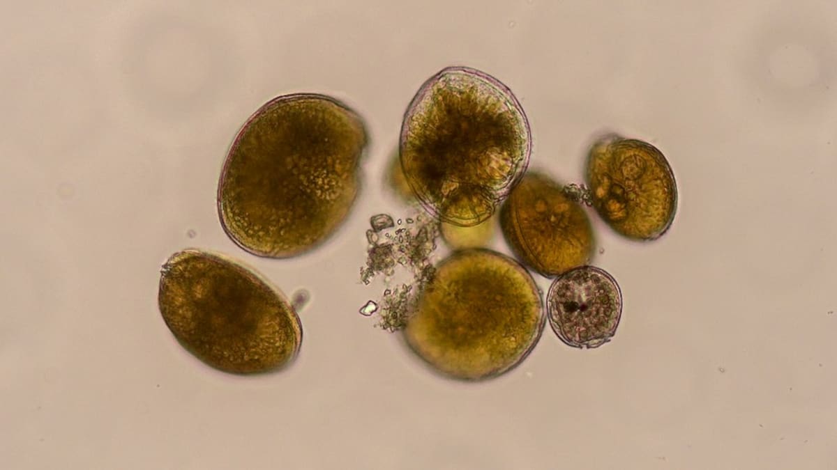 Entrevista a César Bordehore, investigador de la UA, que alerta sobre la aparición de una microalga tóxicas en la costa peninsular española