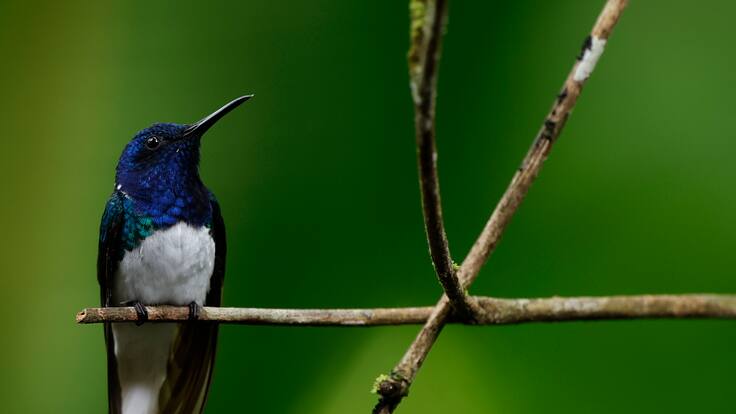 Los pájaros madrugaron menos durante el confinamiento