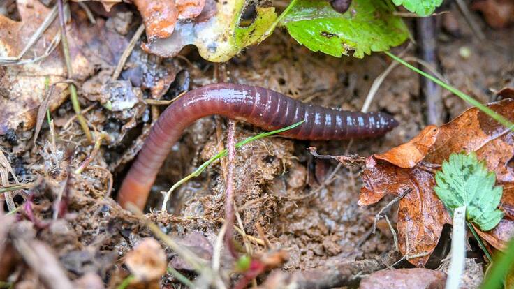 Dra. Victoria Rivilla: "Atiendo mínimo 3 casos cada semana"