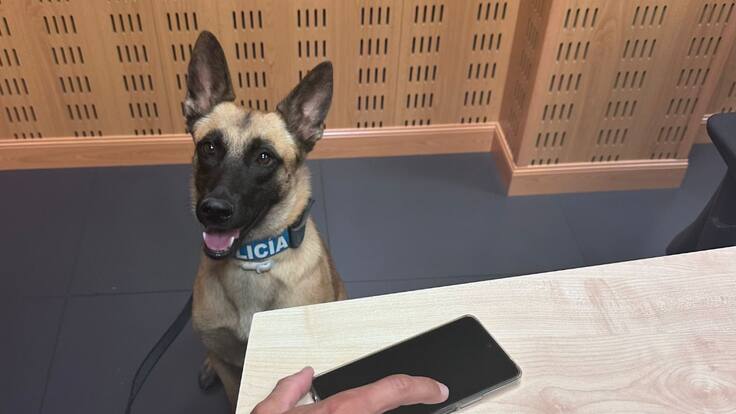 La historia de Gea: de perra abandonada a detectar droga en Palencia
