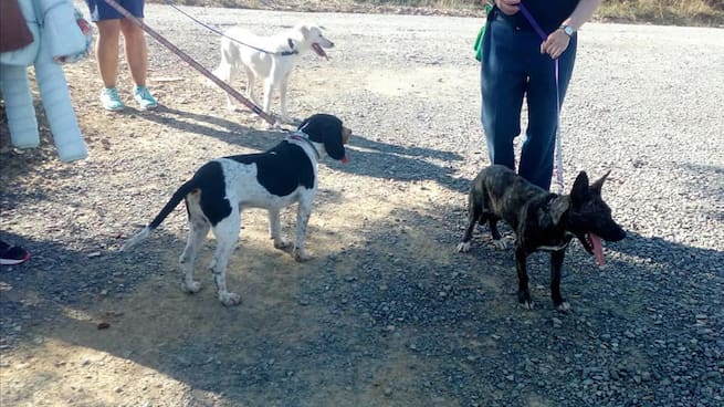 ¿Cómo están viviendo el verano las protectoras de animales?