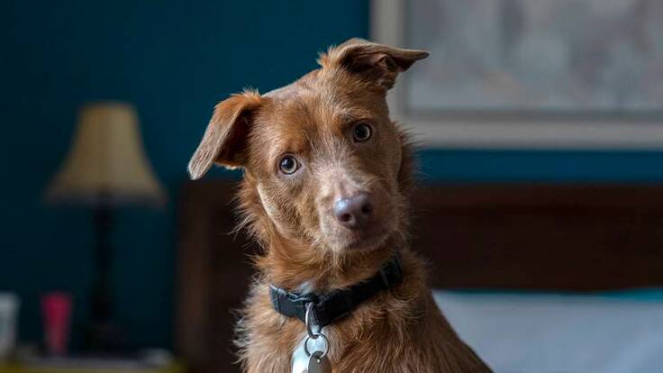 "La ley ha arrancado a medio gas y eso confunde" J A de Luque, pte Colegio Veterinarios Málaga
