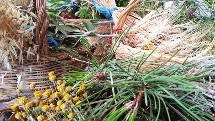 Las plantas y sus usos: la etnobotánica en las tradiciones de la provincia de Cuenca