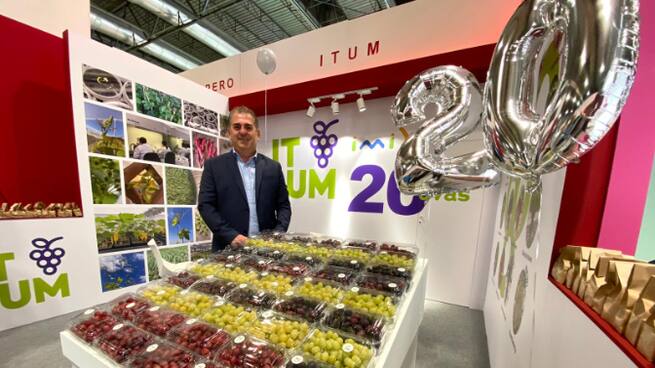 Itum, la variedad de uva de mesa que revolucionó el campo de la Región de Murcia