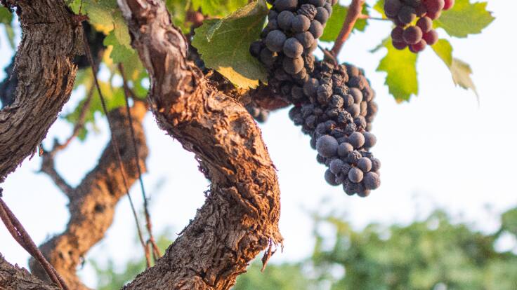 Concluye la vendimia más temprana de la historia (12/10/2022)