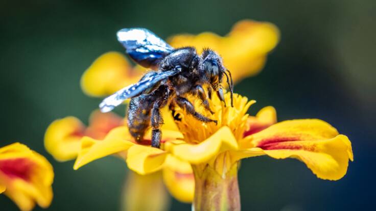 Día Internacional contra el Cambio Climático: ¿Que pasa con las abejas?