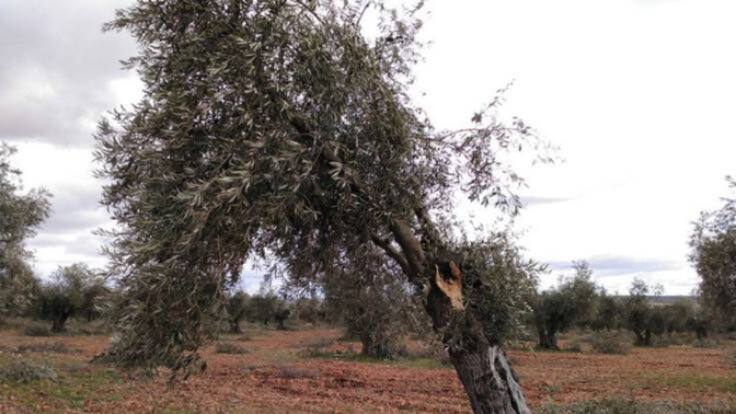 Jaraíz (29/10/2022)