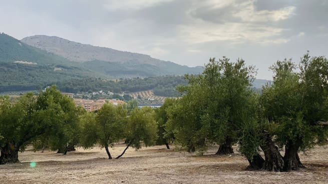Jaén: esclavos de un olivar sin agua