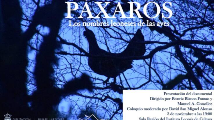 Los "páxaros" de León (03/11/2022)