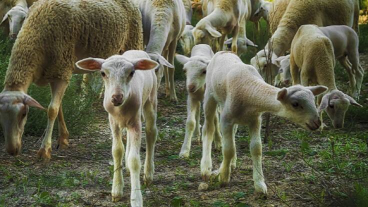 Triste lamento ganadero Benamaurel sacrificio ovejas viruela