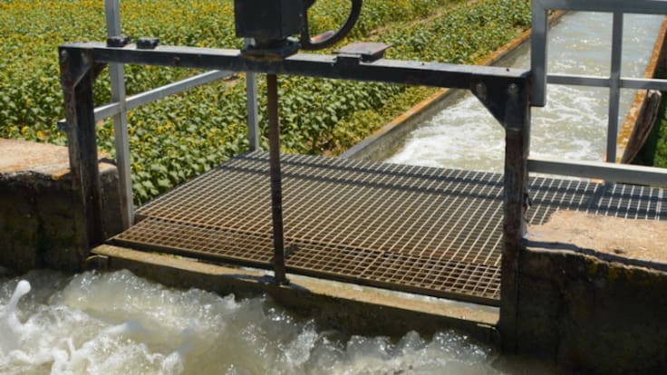 El campo sevillano celebra las lluvias como "una bendición"
