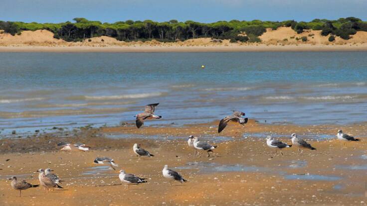 Así sonaba Doñana en 2001 y así suena ahora: el desastre de la sequía resumido en dos audios