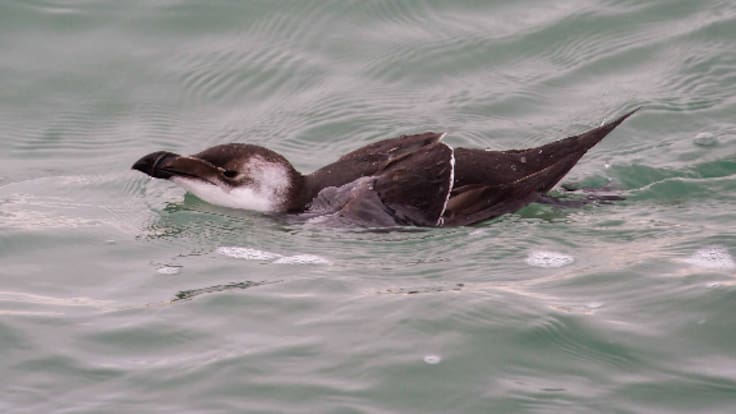 Aparecen falsos pingüinos europeos desorientados en las costas de las Pitiusas
