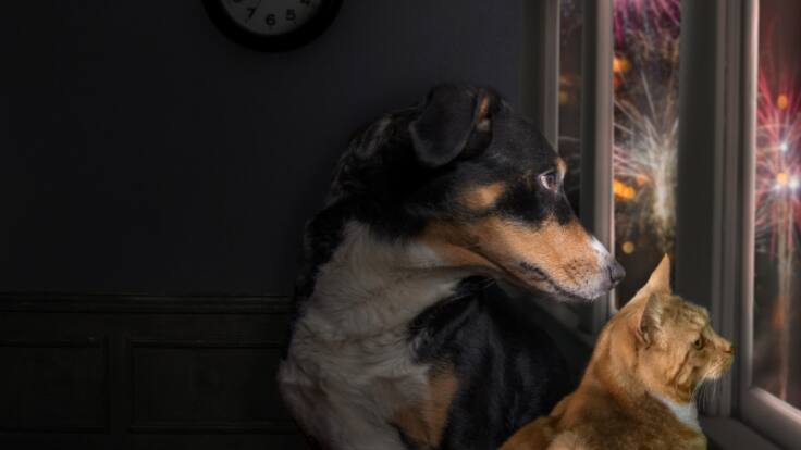 Torrelavega permitirá utilizar pirotecnia durante una hora en Nochevieja