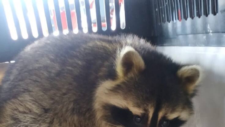 Alfredro Ojanguren, zoólogo, sobre aparición y captura mapache en Gijón