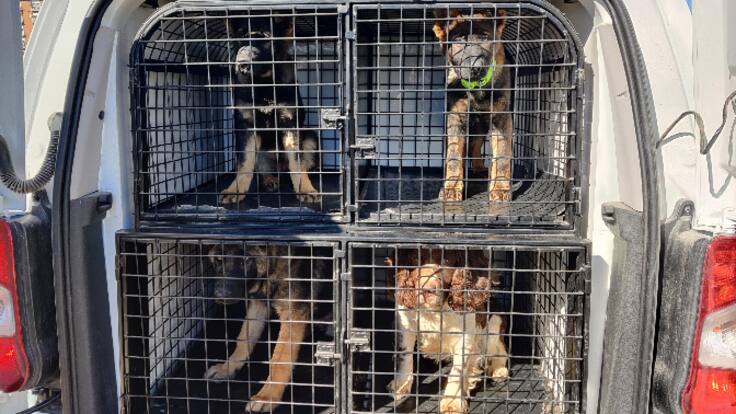 Conocemos a la Unidad Canina de la Policía Municipal de Móstoles – A Pie de Calle 08-02-2022