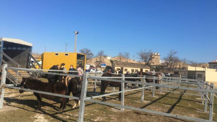 Reportaje sobre la feria de ganado del 9 de febrero en Tafalla (09/02/2022)