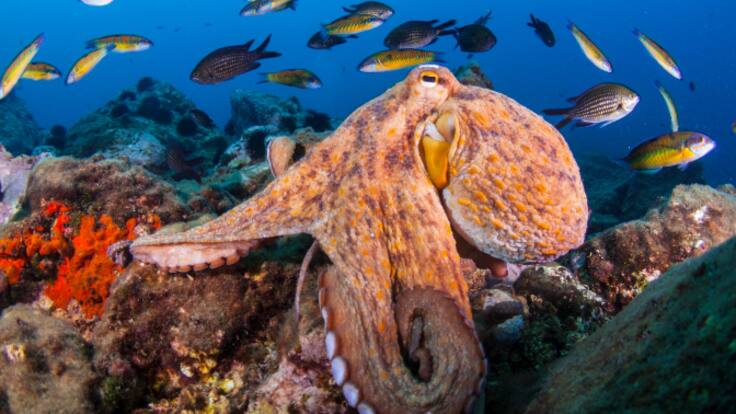 Un ‘Gran Hermano’ de pulpos para descifrar al invertebrado más inteligente