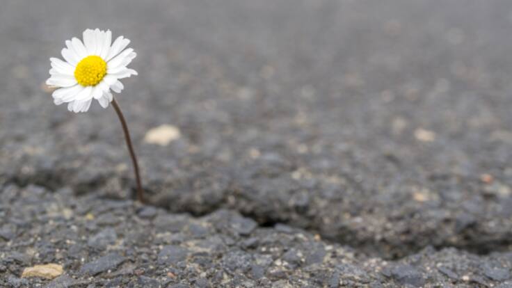 Eduardo Barba Gómez presenta en Gijón, Una flor en el asfalto