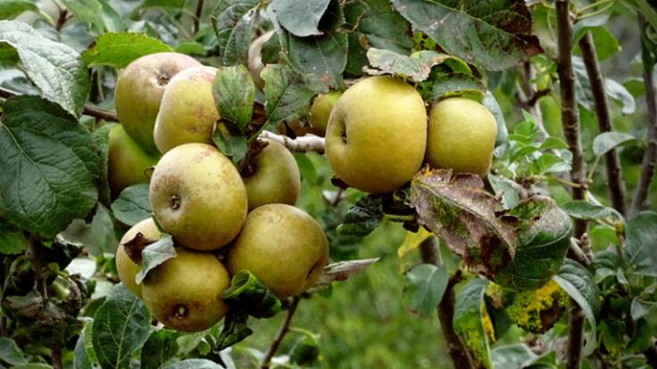 Los cultivos perdidos en el Alhama-Linares