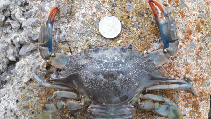 El cangrejo azul, una especie invasora amenazada por la pesca furtiva en Ibiza