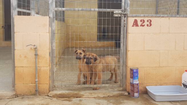 Sociedad Protectora de Animales