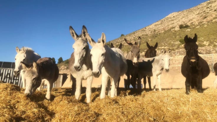 Una protectora de La Paca, en Lorca, proyecta realizar terapias con burros para niños autistas