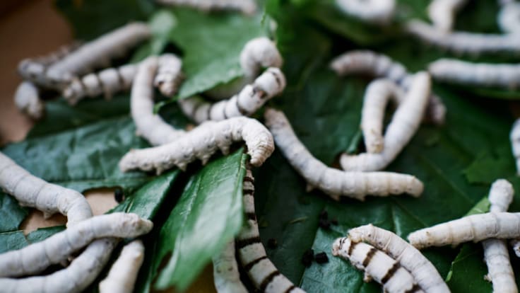 De la caja de zapatos al laboratorio: así trabaja el IMIDA para buscar nuevas aplicaciones a los gusanos de seda