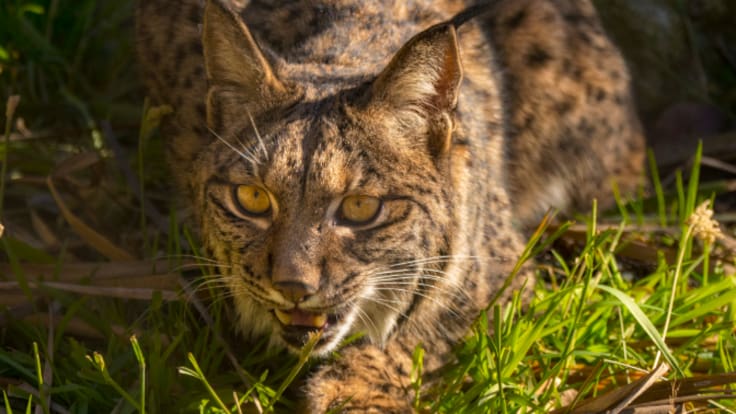 Entrevista con Jorge Sánchez, biólogo de ANSE. Introducción lince ibérico en Lorca