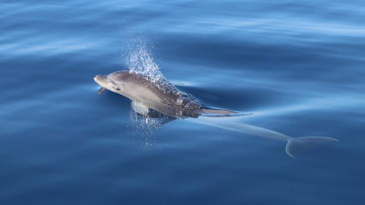Facundo: el delfín ibicenco que está viendo a los suyos ir a la guerra