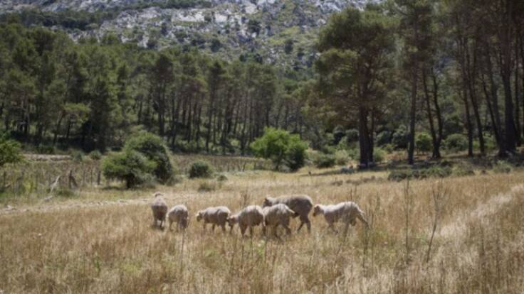Canales cortos para explotaciones agrarias (09/05/2022)