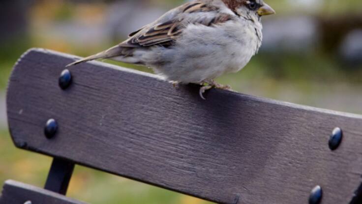 SEOBird Life Cantabria