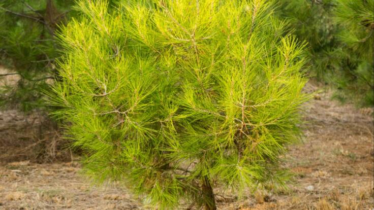 Europa en la SER: Proyecto Life Adapt Aleppo