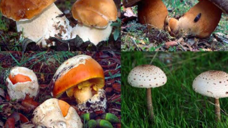 Las consecuencias del incendio para la micología de la Sierra de la Culebra