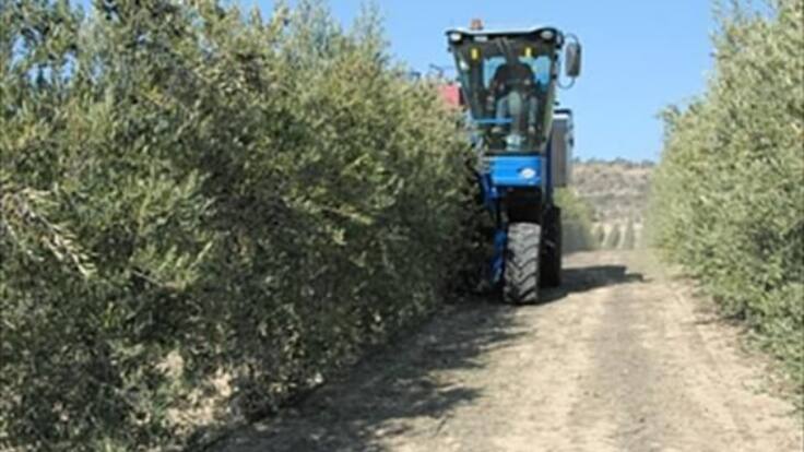 Una estrategia de riego de precisión en olivos jóvenes permite ahorro de agua de 32% anual sin merma en la producción