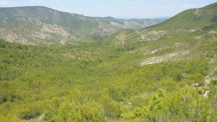 "Tenemos que recuperar las políticas forestales": así vuelven a la vida los montes quedamos en la Región de Murcia