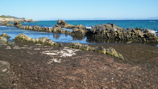 El alga invade el litoral