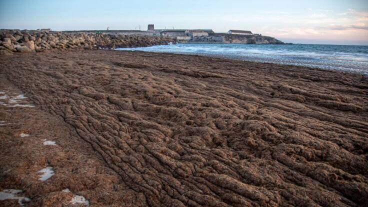 "La alga destroza la pesca" Carmen Navas, cofradía Pescadores