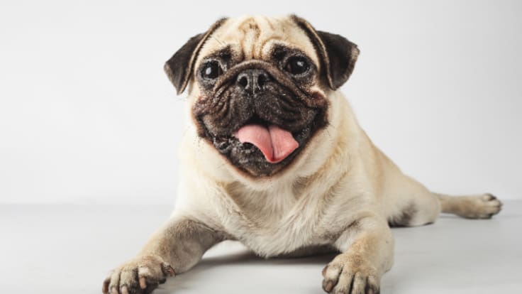 Derechos y deberes de los propietarios de perros