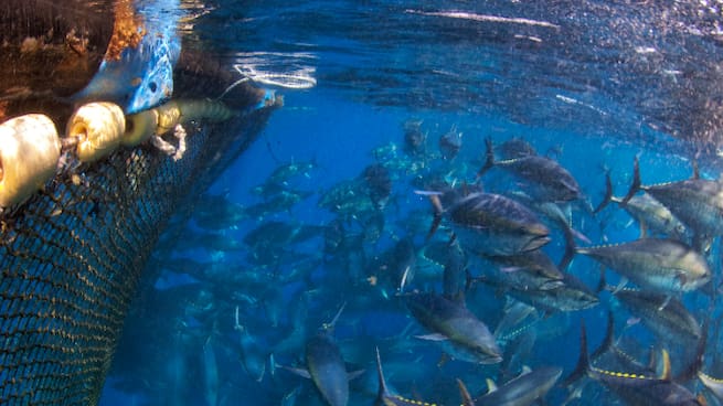 Los pescadores de Tarifa reclaman la transmisión de cuotas del atún rojo