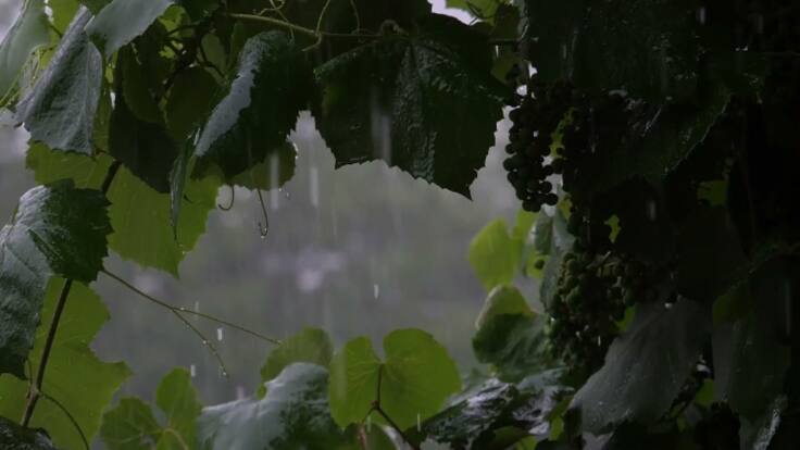 El técnico agrícola de Cecoga para la zona de Valladolid en Peñafiel, Juan Jesús Peña, repasa en Hoy por Hoy Peñafiel el beneficio de las últimas lluvias para la vid ante una vendimia que viene con adelanto este 2022