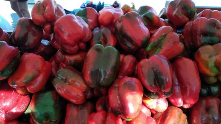 Los regantes de la margen derecha del Tera reclaman agua para seguir regando