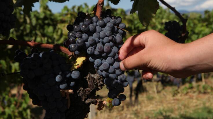 La Fiesta de la vendimia este año en plena recogida de la uva