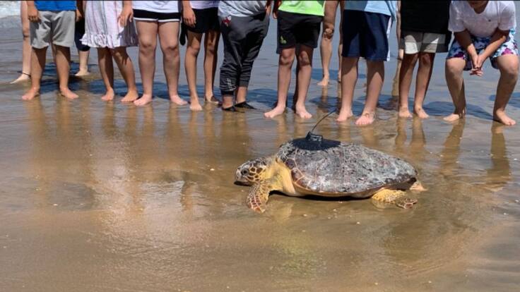 SOS CAretta, pescadores por la biodiversidad