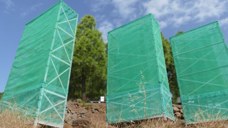 El proyecto canario que obtiene agua de la niebla para zonas calcinadas: "Hemos recolectado 53.000 litros en un año"