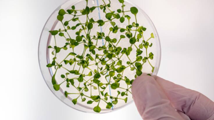 El CTCR se encuentra en primera línea en materia de biotecnología