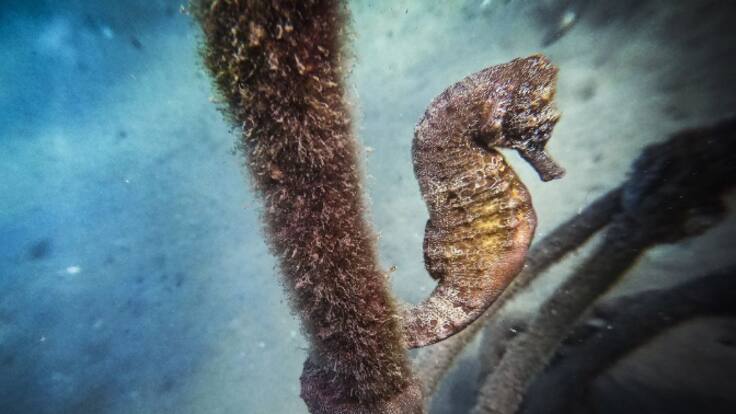 Los caballitos de mar desaparecerán del planeta en 25 años si no mejoran las condiciones del mar