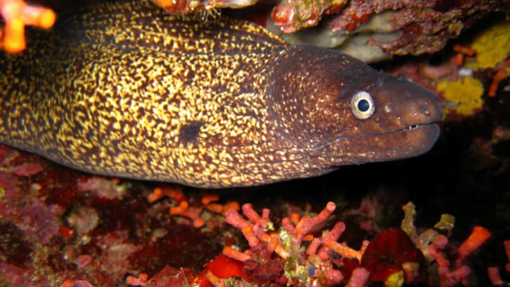 Descienda la mortalidad de morenas por encefalitis en aguas de Ibiza